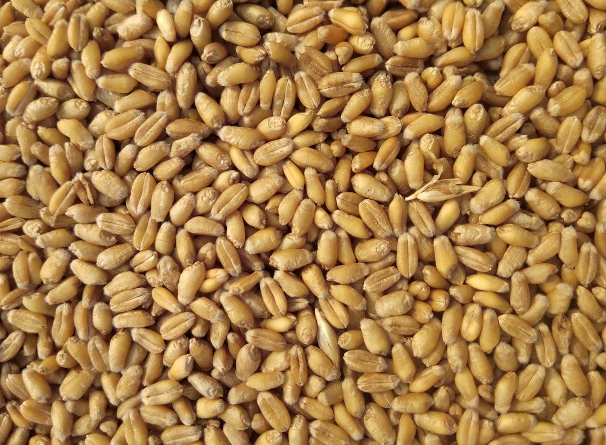 Harvest
